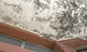 Plafond dégradé par un dégât des eaux, avec peinture écaillée et moisissures. Le syndic doit intervenir.