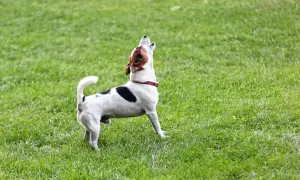 Petit chien blanc et noir aboie sur l'herbe verte. Il ressemble à un modèle de lettre type plainte chien.