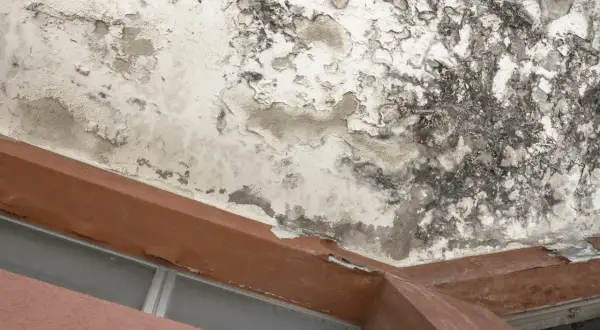Plafond dégradé par un dégât des eaux, avec peinture écaillée et moisissures. Le syndic doit intervenir.