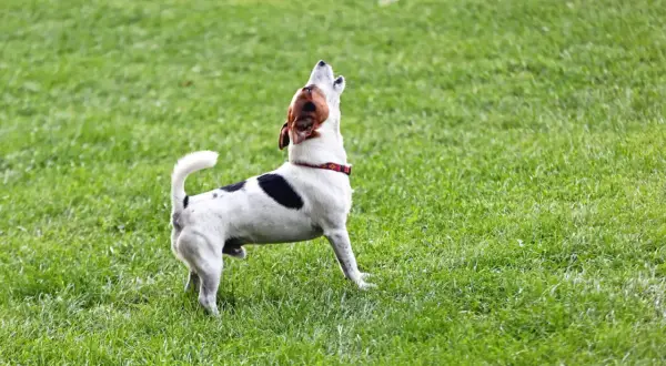 Petit chien blanc et noir aboie sur l'herbe verte. Il ressemble à un modèle de lettre type plainte chien.