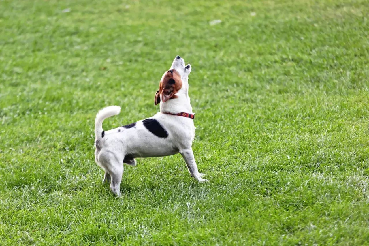 Petit chien blanc et noir aboie sur l'herbe verte. Il ressemble à un modèle de lettre type plainte chien.