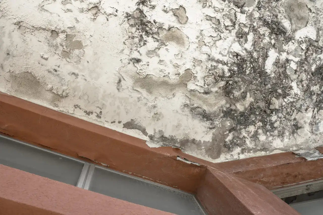 Plafond d&eacute;grad&eacute; par un d&eacute;g&acirc;t des eaux, avec peinture &eacute;caill&eacute;e et moisissures. Le syndic doit intervenir.