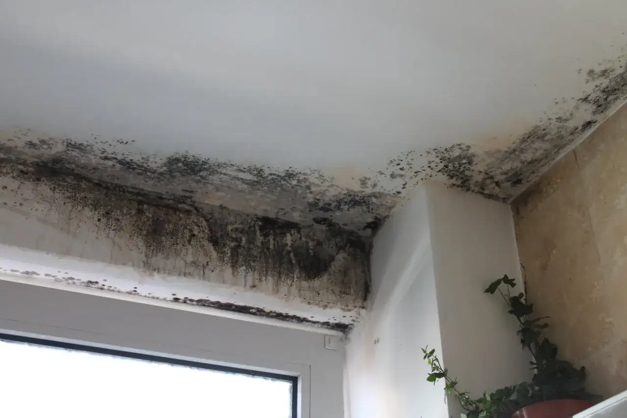 Moisissure envahissante au plafond et aux murs, justifiant une lettre pour quitter son logement sans pr&eacute;avis.