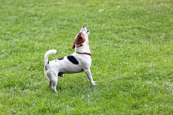 Petit chien blanc et noir aboie sur l'herbe verte. Il ressemble à un modèle de lettre type plainte chien.
